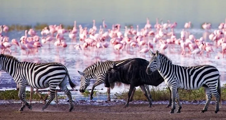 lake nakuru