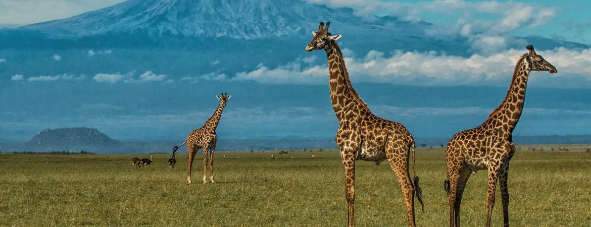 Amboseli National Park