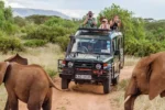 Kenya Safari Itineraries