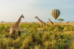 Safaris in East Africa