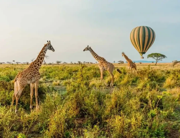 Safaris in East Africa